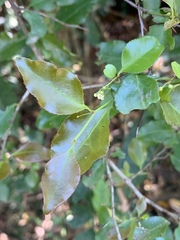 Gymnosporia harveyana harveyana