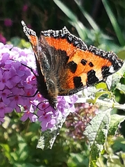Aglais urticae