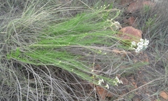 Callilepis normae
