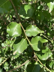 Gymnosporia harveyana harveyana