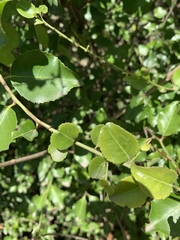 Gymnosporia harveyana harveyana