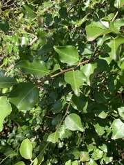 Gymnosporia harveyana harveyana