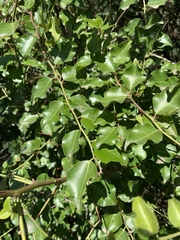 Gymnosporia harveyana harveyana