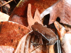 Rhinella castaneotica