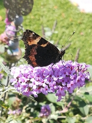 Aglais urticae
