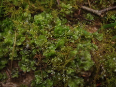 Pellia neesiana