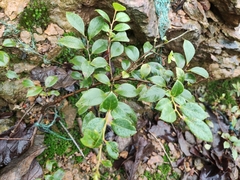 Vaccinium bracteatum