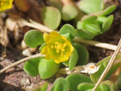 Portulaca granulatostellulata