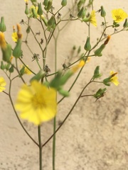 Youngia japonica
