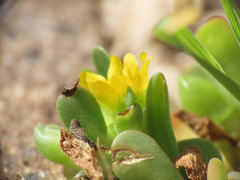 Portulaca granulatostellulata
