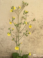 Youngia japonica