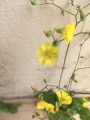 Youngia japonica