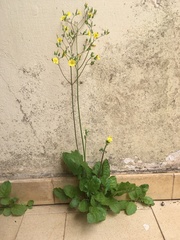 Youngia japonica