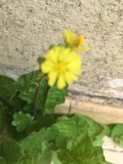Youngia japonica