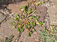 Portulaca granulatostellulata