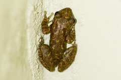 Scinax x-signatus