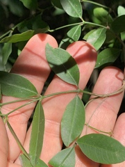 Secamone gerrardii