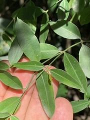Secamone gerrardii