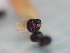 Portulaca granulatostellulata