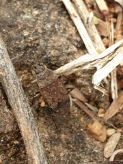 Rhyparothesus atomarius