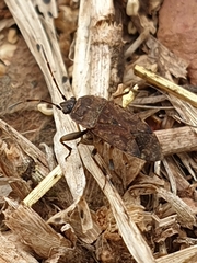 Rhyparothesus atomarius