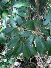 Erythroxylum emarginatum