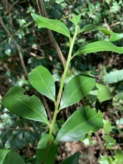 Erythroxylum emarginatum