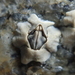 Beaked Barnacle - Photo (c) Pierre Corbrion, some rights reserved (CC BY-NC-SA), uploaded by Pierre Corbrion