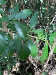 Erythroxylum emarginatum