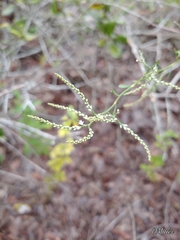Polygonella polygama polygama