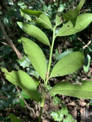 Erythroxylum emarginatum