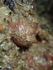 Dendrodoa grossularia