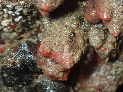 Dendrodoa grossularia