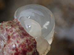 Calliactis parasitica