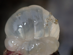 Calliactis parasitica