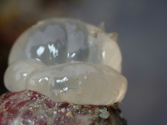 Calliactis parasitica