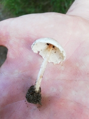 Cystolepiota seminuda