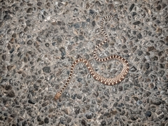 Pituophis catenifer sayi