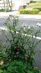 Lactuca indica
