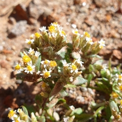 Rhodanthe microglossa