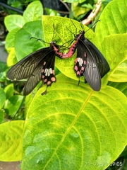 Pachliopta aristolochiae