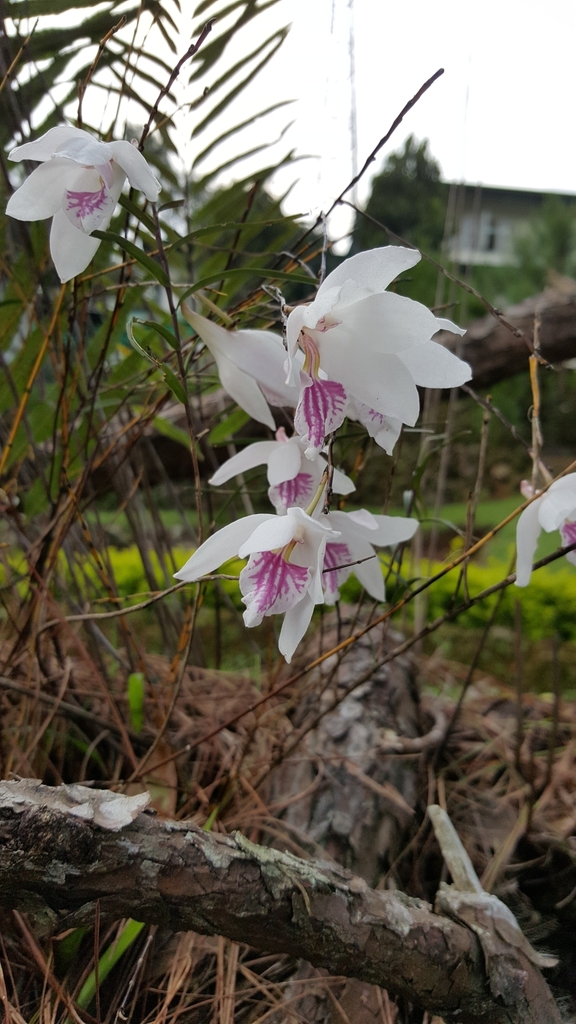 Dendrobium papilio Loher