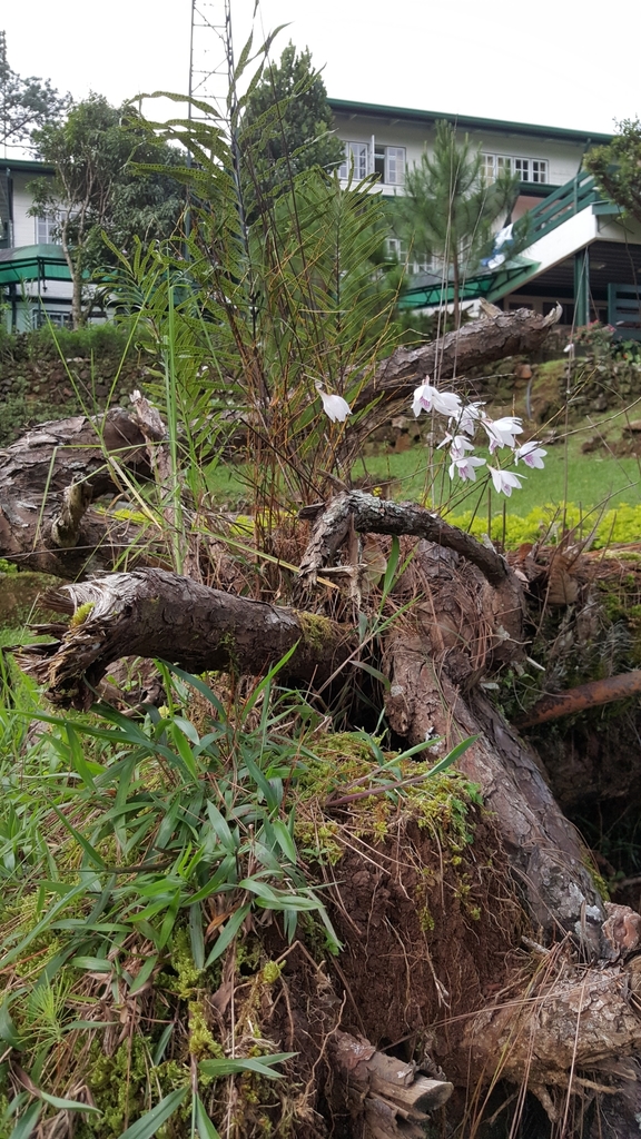 Dendrobium papilio Loher 3