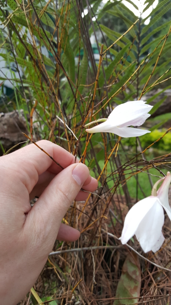 Dendrobium papilio Loher 4