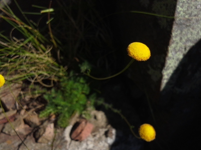 Cotula hispida; photograph author not stated, no rights reserved