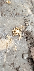 Formicidae