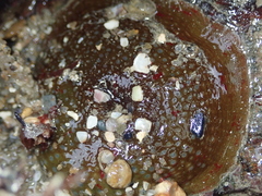 Urticina felina