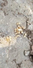 Formicidae