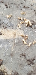 Formicidae