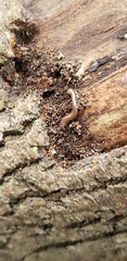 Diplopoda